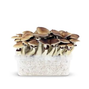GROW KIT AMAZONIAN